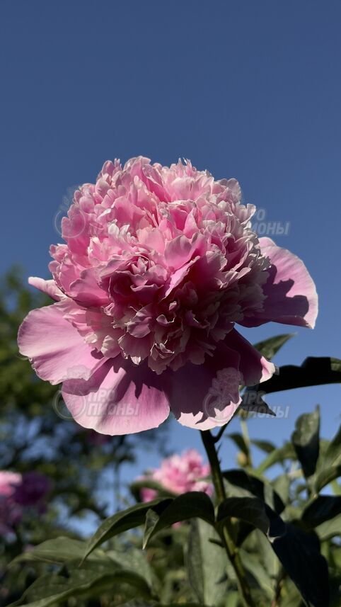 Edulis Superba 3/5 почек
